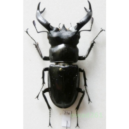 Hexarthrius buqueti Hope, 1843 67mm Indonesia, Java Is21e